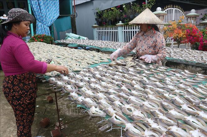 Công đoạn đảo cá phơi nắng của Cơ sở sản xuất khô Thanh Ngân ở xã Phú Thọ huyện Tam Nông, tỉnh Đồng Tháp. Ảnh: Nguyễn Văn Trí - TTXVN