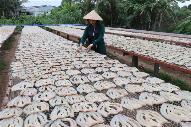 Phơi khô cá lóc của Cơ sở sản xuất Út Trinh ở ấp Phú Thọ A, xã Phú Thọ huyện Tam Nông, tỉnh Đồng Tháp. Ảnh : Nguyễn Văn Trí - TTXVN