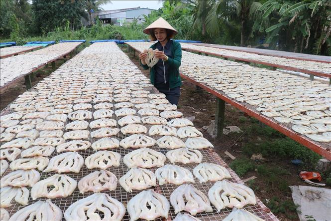 Sản phẩm khô cá lóc của Cơ sở sản xuất Út Trinh ở ấp Phú Thọ A, xã Phú Thọ huyện Tam Nông, tỉnh Đồng Tháp
Ảnh: Nguyễn Văn Trí - TTXVN