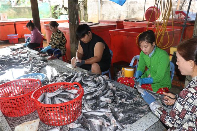 Công đoạn sơ chế sản phẩm của Cơ sở sản xuất khô cá lóc Út Trinh ở ấp Phú Thọ A, xã Phú Thọ huyện Tam Nông, tỉnh Đồng Tháp. Ảnh: Nguyễn Văn Trí - TTXVN
