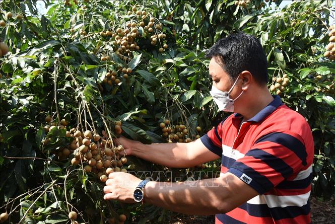 Trái nhãn của hợp tác xã Nông nghiệp và Dịch vụ Nhân Tâm, huyện Xuyên Mộc đã được cấp mã vùng trồng xuất khẩu. Ảnh: Hoàng Nhị - TTXVN 