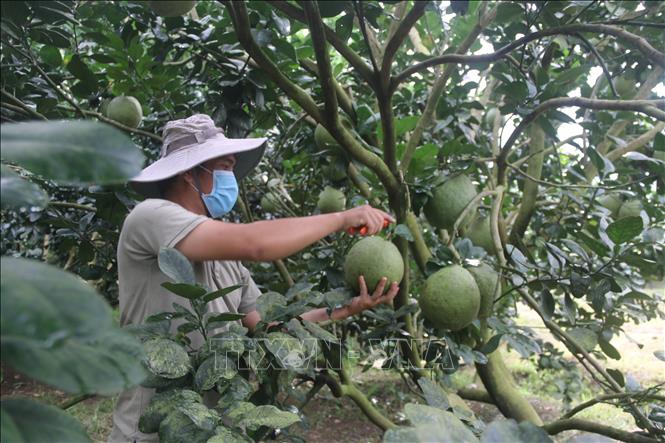 Bưởi da xanh của Hợp tác xã Sông Xoài, thị xã Phú Mỹ được cấp mã vùng xuất khẩu đi các nước thuộc EU và Hoa Kỳ. Ảnh: Hoàng Nhị - TTXVN 