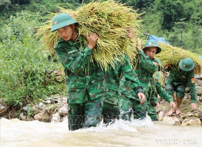 Chiến sĩ tiểu đoàn huấn luyện - cơ động, Bộ Chỉ huy Bộ đội Biên phòng tỉnh Lai Châu xuống đồng giúp bà con thu hoạch lúa 