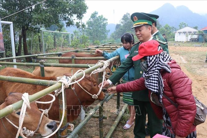 Bộ Tư lệnh Bộ đội Biên phòng và Hội LHPN Việt Nam phối hợp Tỉnh ủy, UBND tỉnh Thừa Thiên - Huế tặng bò giống cho bà dân tộc miền núi huyện A Lưới. Ảnh: Mai Trang-TTXVN