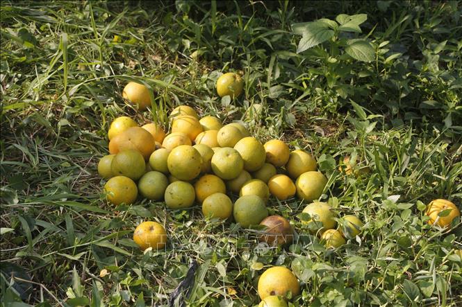 Cam năm nay rụng nhiều dẫn đến sản lượng giảm khoảng 50% so với dự kiến. Ảnh: Bích Huệ - TTXVN