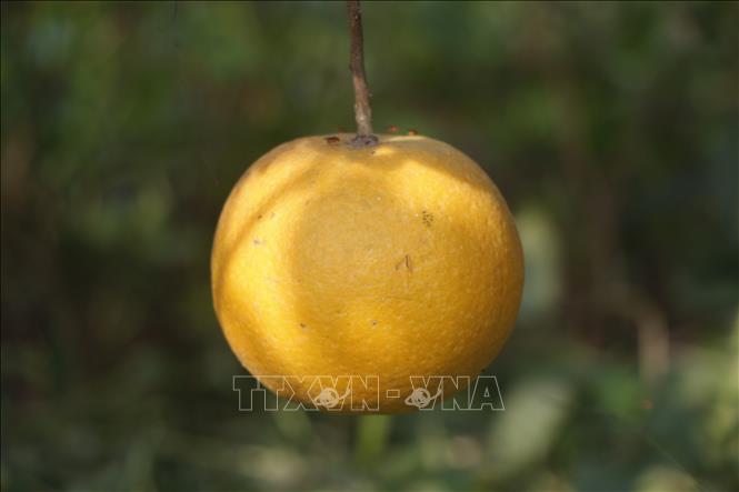 Những quả cam to, đẹp, sắp chín, chuyển màu vàng, nhưng núm lại thâm đen và bị rụng. Ảnh: Bích Huệ - TTXVN