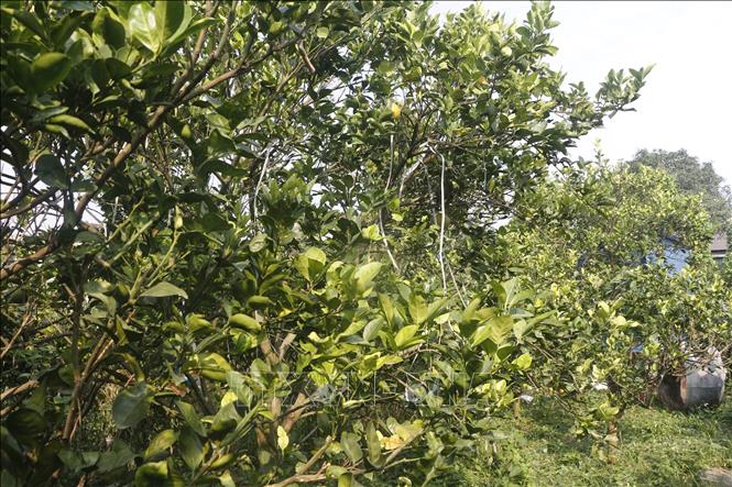 Các chuyên gia nghi ngờ hiện tượng cam rụng có thể là do sương muối, vì cây cam vẫn xanh tốt, không bị sâu bệnh hay vàng lá. Ảnh: Bích Huệ - TTXVN
