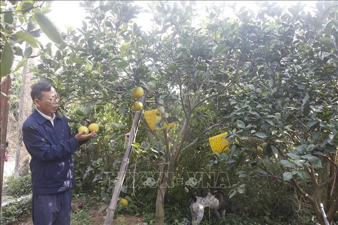 Năm nay, do cam rụng nhiều, sản lượng thu hoạch dự kiến giảm 50%. Ảnh: Bích Huệ - TTXVN