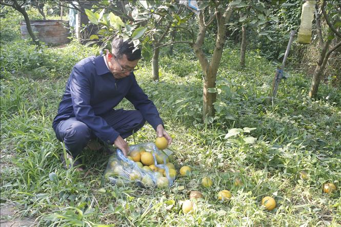 Vườn cam của gia đình ông Phan Công Hưởng ở xóm Yên Phúc, xã Nghi Diên (Nghi Lộc, Nghệ An) bị rụng gần một nửa, thiệt hại hàng trăm triệu đồng. Ảnh: Bích Huệ - TTXVN