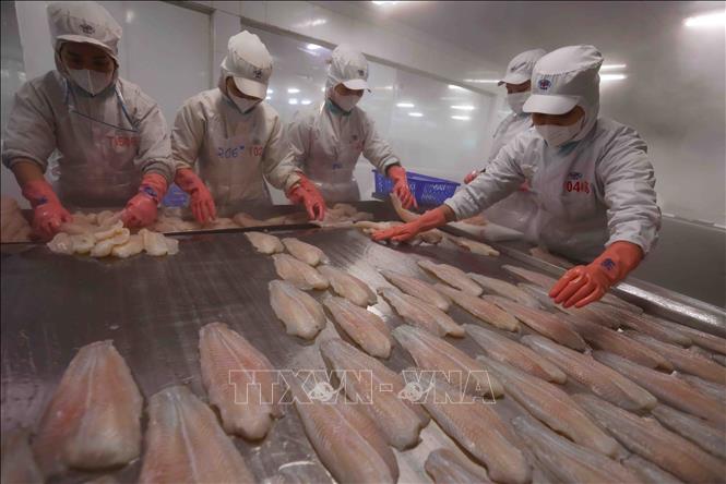 Cấp đông sản phẩm cá tra phi lê xuất khẩu tại nhà máy của Tập đoàn Sao Mai (Sao Mai GROUP) tỉnh An Giang. Ảnh: Vũ Sinh - TTXVN