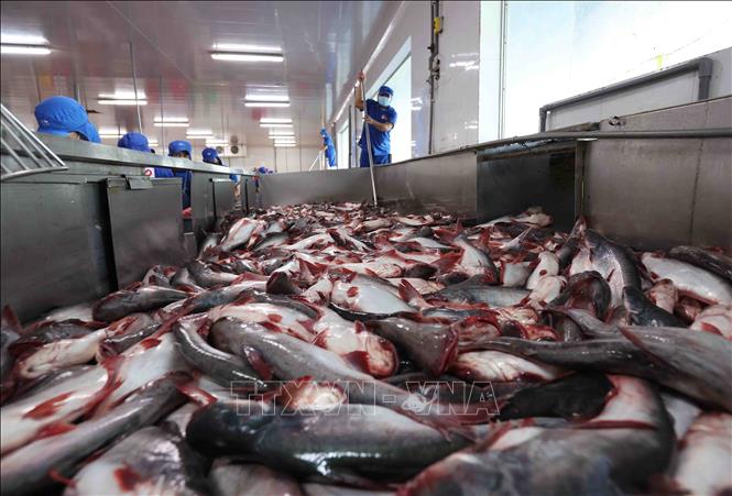 Đưa nguyên liệu cá tra vào dây chuyền sản xuất tại nhà máy của Tập đoàn Sao Mai (Sao Mai GROUP) tỉnh An Giang. Ảnh: Vũ Sinh - TTXVN
