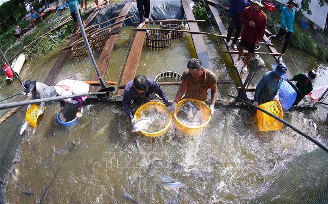 Mỗi năm hộ nông dân Nguyễn Văn Sơn (ấp Mỹ An, xã Mỹ Hoà Hưng, thành phố Long Xuyên, tỉnh An Giang) thu hoạch khoảng 1.500 tấn cá nguyên liệu cung cấp cho nhà máy của Tập đoàn Sao Mai. Ảnh: Vũ Sinh - TTXVN