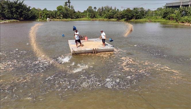 Chăm sóc đàn cá tra thương phẩm tại hộ Trần Văn Hưng, nuôi liên kết với Tập đoàn Sao Mai (huyện Lấp Vò, tỉnh Đồng Tháp). Ảnh: Vũ Sinh - TTXVN