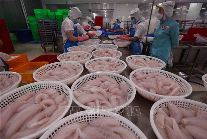 Chế biến sản phẩm cá tra phi lê xuất khẩu tại nhà máy của Tập đoàn Sao Mai (Sao Mai GROUP) tỉnh An Giang. Ảnh: Vũ Sinh - TTXVN