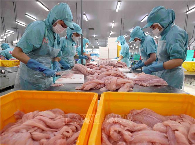 Chế biến sản phẩm cá tra phi lê xuất khẩu tại nhà máy của Tập đoàn Sao Mai (Sao Mai GROUP) tỉnh An Giang. Ảnh: Vũ Sinh - TTXVN