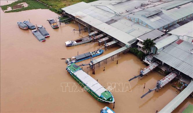 Transporting rice for export at the Vinh Phat Rice Co. Ltd in the Mekong Delta province of An Giang. VNA Photo: Vũ Sinh