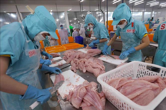 Chế biến sản phẩm cá tra phi lê xuất khẩu tại nhà máy của Tập đoàn Sao Mai (Sao Mai GROUP) tỉnh An Giang. Ảnh: Vũ Sinh - TTXVN
