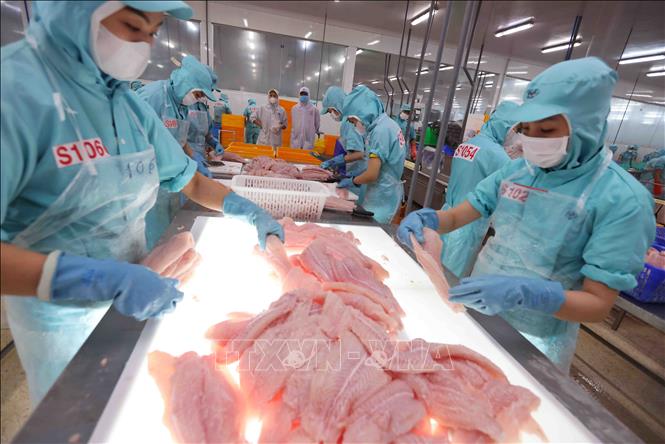 Phân loại sản phẩm cá tra phi lê trước khi đưa vào cấp đông để xuất khẩu tại nhà máy của Tập đoàn Sao Mai (Sao Mai GROUP) tỉnh An Giang. Ảnh: Vũ Sinh - TTXVN