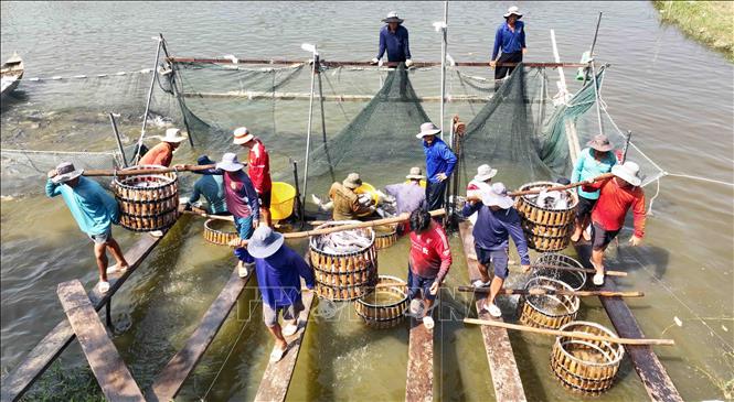Mỗi năm hộ nông dân Nguyễn Văn Sơn (ấp Mỹ An, xã Mỹ Hoà Hưng, thành phố Long Xuyên, tỉnh An Giang) thu hoạch khoảng 1.500 tấn cá nguyên liệu cung cấp cho nhà máy của Tập đoàn Sao Mai chế biến. Ảnh: Vũ Sinh - TTXVN