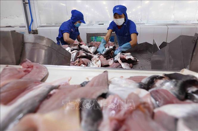 Chế biến sản phẩm cá tra phi lê xuất khẩu tại nhà máy của Tập đoàn Sao Mai (Sao Mai GROUP) tỉnh An Giang. Ảnh: Vũ Sinh - TTXVN