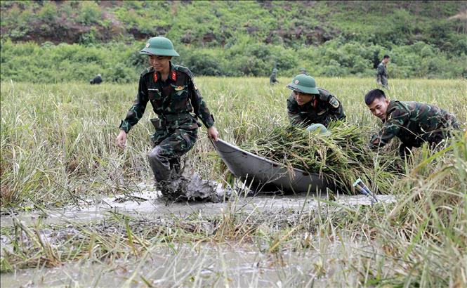 Cán bộ, chiến sĩ Ban chỉ huy quân sự huyện Sông Lô và Trường Trung cấp Kỹ thuật Tăng thiết giáp gặt lúa bị ngập úng sau bão số 3 cho người dân xã Nhân Đạo, huyện Sông Lô, tỉnh Vĩnh Phúc. Ảnh: Hoàng Hùng - TTXVN