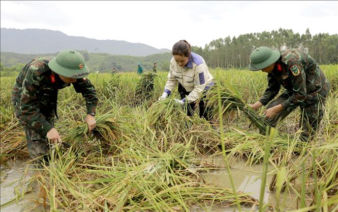 Cán bộ, chiến sĩ Ban chỉ huy quân sự huyện Sông Lô và Trường Trung cấp Kỹ thuật Tăng thiết giáp gặt lúa bị ngập úng sau bão số 3 cho người dân xã Nhân Đạo, huyện Sông Lô, tỉnh Vĩnh Phúc. Ảnh: Hoàng Hùng - TTXVN