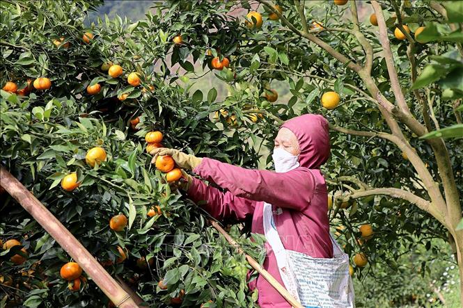 People in Van Son commune harvest Nam Son tangerine. VNA Photo: Thanh Hải
