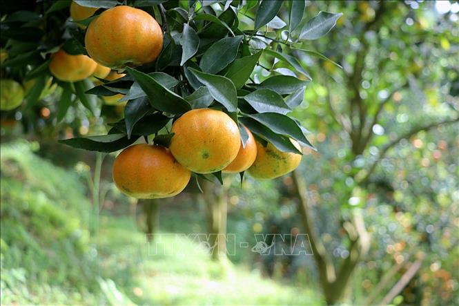 Nam Son tangerine is an old indigenous tangerine variety, with thin skin, thick pulp segments, juicy and has a distinct scent. VNA Photo: Thanh Hải