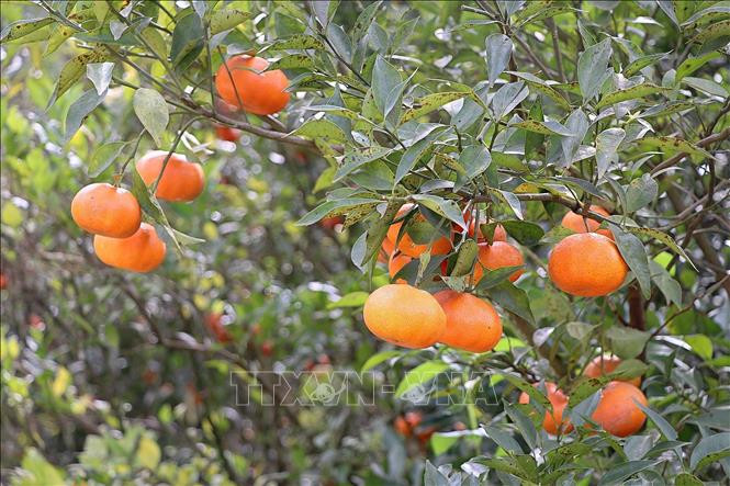 Nam Son tangerine is an old indigenous tangerine variety, with thin skin, thick pulp segments, juicy and has a distinct scent. VNA Photo: Thanh Hải
