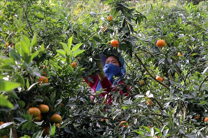 A farmer in Van Son commune harvests Nam Son tangerines. VNA Photo: Thanh Hải