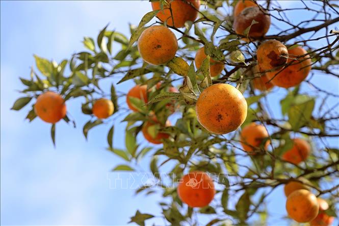 Ripe Nam Son tangerine has light orange skin and delicate sweet taste. VNA Photo: Thanh Hải