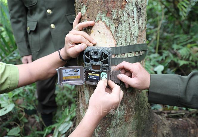 Trạm quản lý bảo vệ rừng Bình Chuẩn (Khu bảo tồn thiên nhiên Pù Huống) thực hiện nhiệm vụ cài đặt 23 bẫy ảnh trong 4 tiểu khu mà trạm quản lý, bảo vệ. Ảnh: Xuân Tiến - TTXVN
