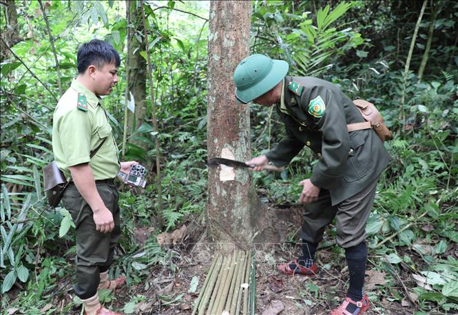 Tạo lập vị trí để cố định bẫy ảnh trên thân cây thẳng, không có dây leo, mối mọt, độ cao cách mặt đất từ 20 đến 60cm. Ảnh: Xuân Tiến - TTXVN 