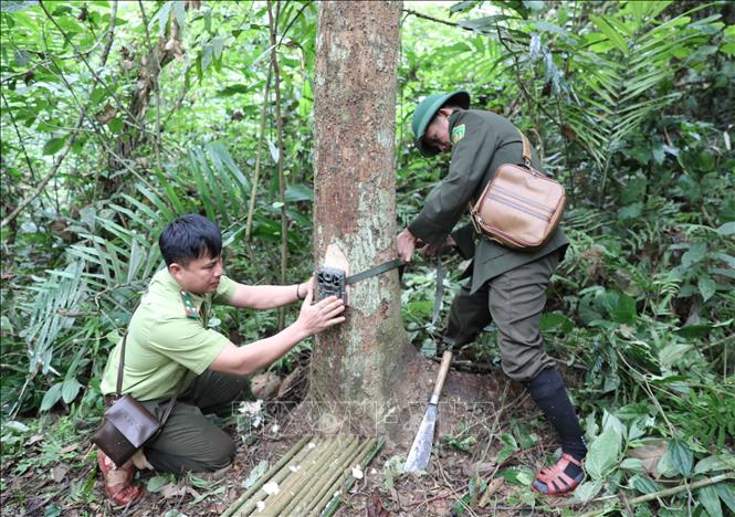 Vị trí đặt bẫy ảnh có tọa độ đã được định sẵn ở khu vực rất xa, mất nhiều thời gian mới tiếp cận để triển khai đặt bẫy ảnh. Ảnh: Xuân Tiến - TTXVN 