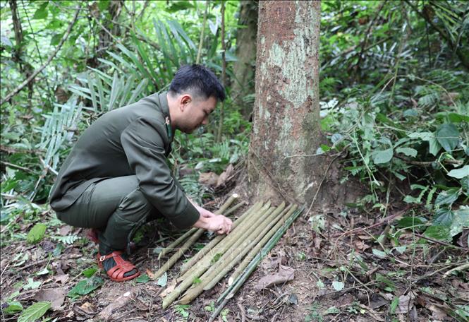 Dưới mỗi thân cây đặt bẫy ảnh được xếp rải một lớp cành cây để tránh bùn, đất bắn lên khi trời mưa. Ảnh: Xuân Tiến - TTXVN 
