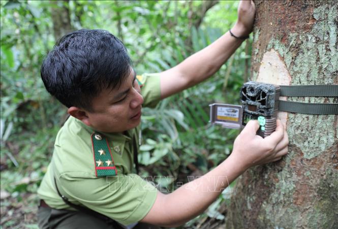 Sau khi cố định máy bẫy ảnh trên thân cây, cán bộ kiểm lâm cài đặt, kiểm tra cẩn thận trạng thái hoạt động của máy bẫy ảnh. Ảnh: Xuân Tiến - TTXVN 