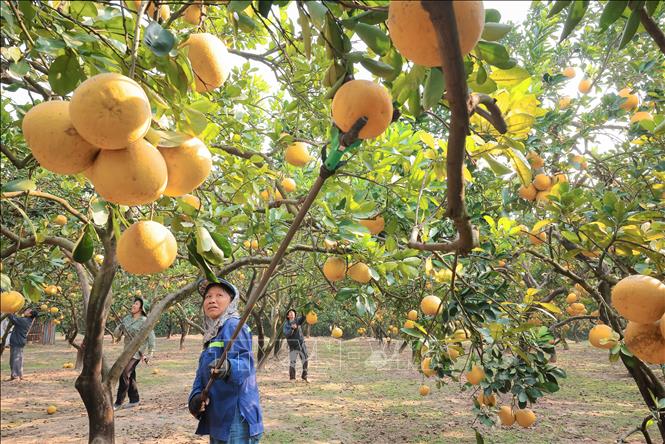 Người dân phường Phú Diễn đang tập trung thu hoạch bưởi phục vụ dịp Tết Ất Tỵ. Ảnh: Hoàng Hiếu - TTXVN