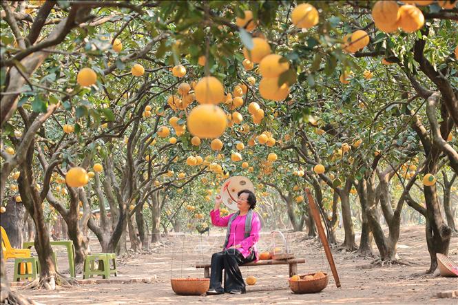 Vườn bưởi Diễn vàng rực trước Tết Nguyên đán Ất Tỵ. Ảnh: Hoàng Hiếu - TTXVN