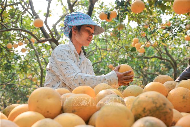 Bưởi Diễn đang vào vụ thu hoạch phục vụ Tết Nguyên đán Ất Tỵ. Ảnh: Hoàng Hiếu - TTXVN