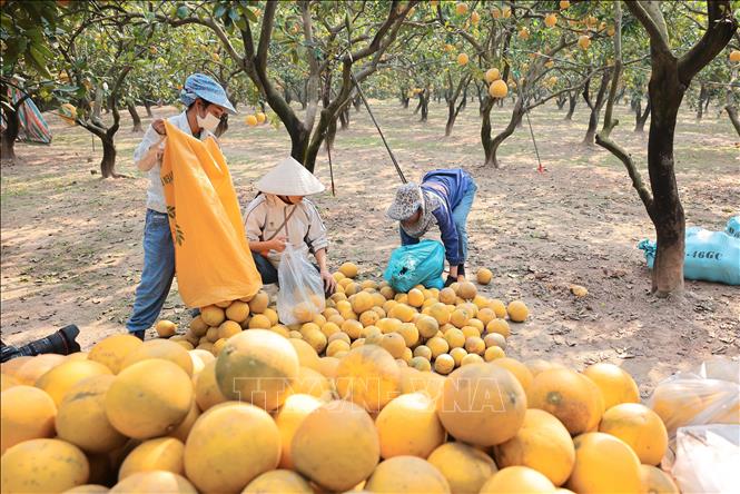 Người dân phường Phú Diễn đang tập trung nhân lực thu hoạch bưởi. Ảnh: Hoàng Hiếu - TTXVN