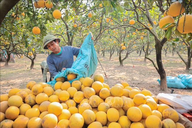 Vườn bưởi Diễn vàng ươm trong mùa thu hoạch. Ảnh: Hoàng Hiếu - TTXVN