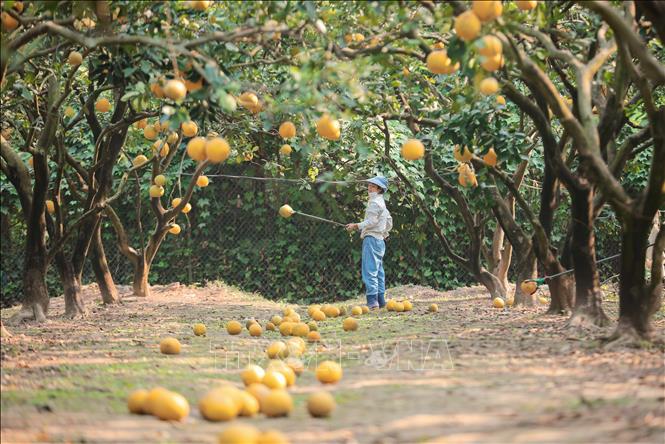 Người dân Phú Diễn thu hoạch bưởi phục vụ dịp Tết Ất Tỵ. Ảnh: Hoàng Hiếu - TTXVN