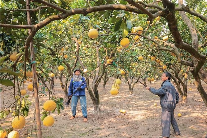 Các nhà vườn đang tập trung nhân lực thu hoạch bưởi Diễn. Ảnh: Hoàng Hiếu - TTXVN