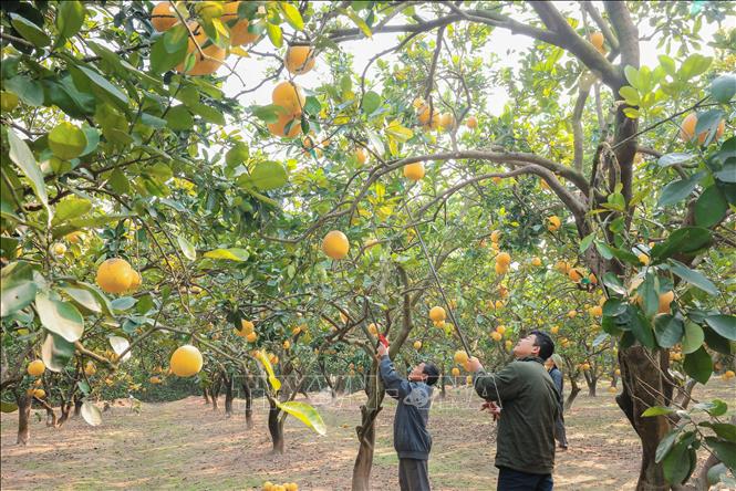 Các vườn bưởi trĩu quả đang trong vụ thu hoạch. Ảnh: Hoàng Hiếu - TTXVN