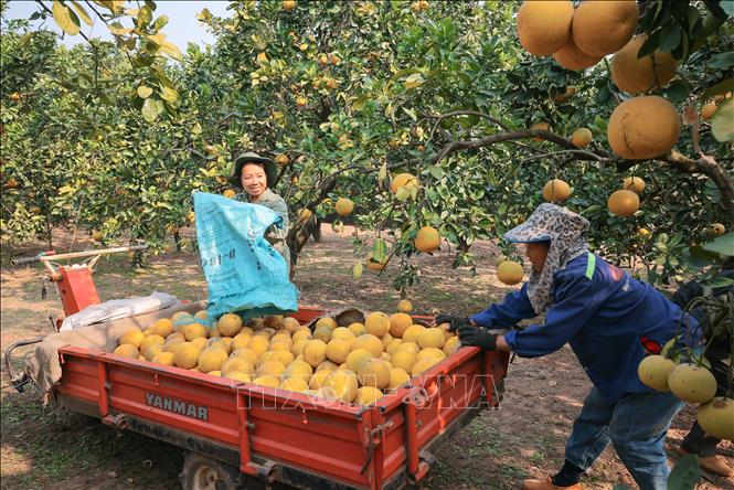 Niềm vui của người dân Phú Diễn khi được mùa bưởi Tết. Ảnh: Hoàng Hiếu - TTXVN