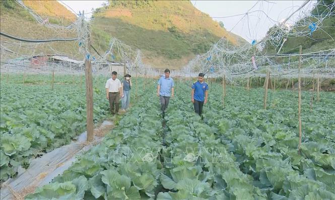 Diện tích trồng rau bắp cải theo tiêu chuẩn hữu cơ tại xã Đông Sang (Mộc Châu, Sơn La). Ảnh: TTXVN phát