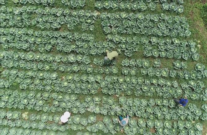 Diện tích trồng rau bắp cải theo tiêu chuẩn hữu cơ tại xã Đông Sang (Mộc Châu, Sơn La). Ảnh: TTXVN phát