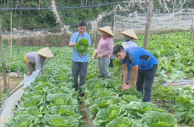 Người dân xã Đông Sang (Mộc Châu, Sơn La) trồng bắp cải theo tiêu chuẩn hữu cơ. Ảnh: TTXVN phát