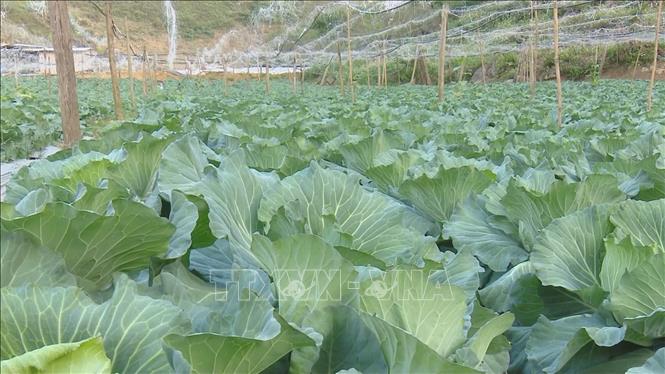 Diện tích trồng rau bắp cải theo tiêu chuẩn hữu cơ tại xã Đông Sang (Mộc Châu, Sơn La). Ảnh: TTXVN phát