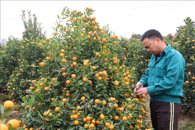 Nông dân xã Đông Hòa (thành phố Thái Bình) chăm sóc quất cảnh chuẩn bị cho dịp Tết. Ảnh: Thu Hoài - TTXVN